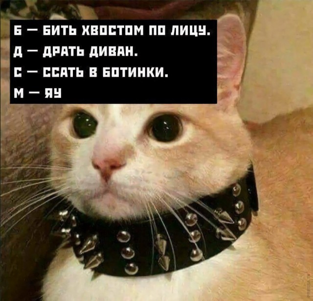 Картинки и мемы для настроения 023