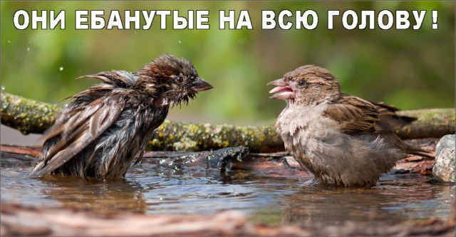 Когда-то они убивали воробьев и плавили металл около хижин. Китайский GPU Big Island в два раза производительней NVIDIA и AMD