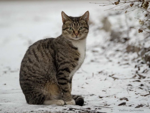 Которник