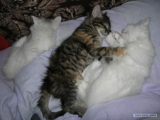отдам котят в хорошие руки