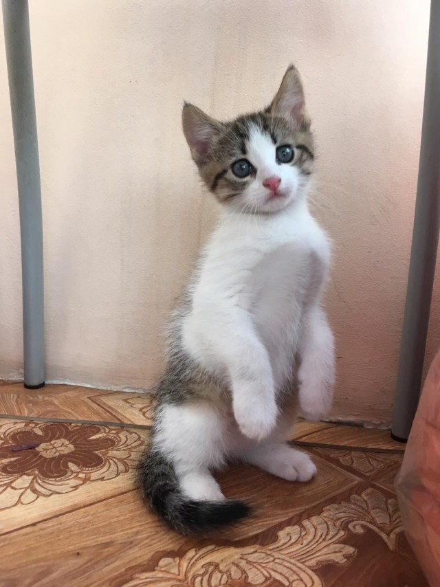 Долой политику, ура котикам!