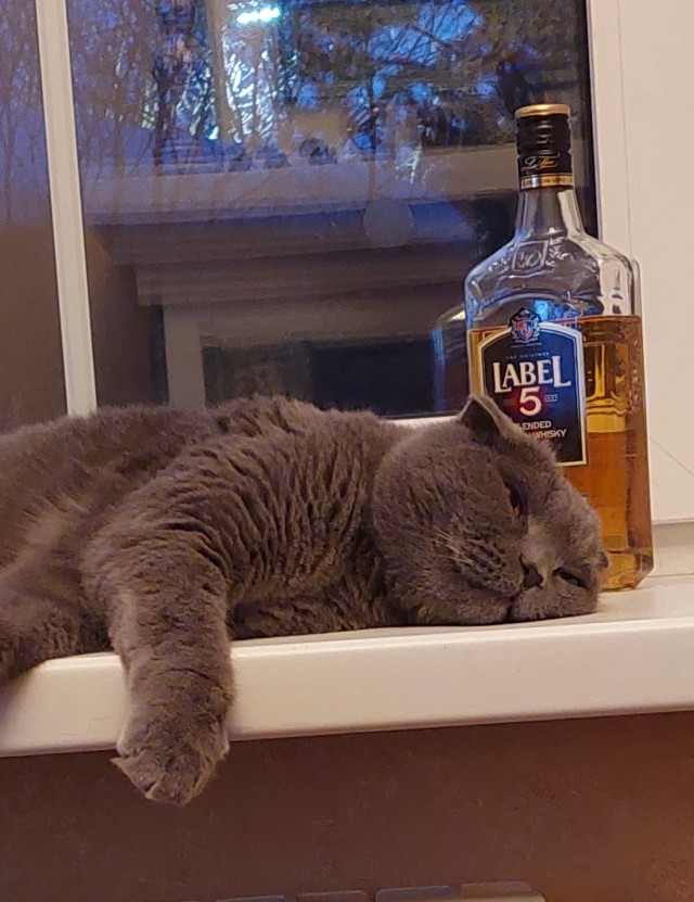 Это один и тот же кот