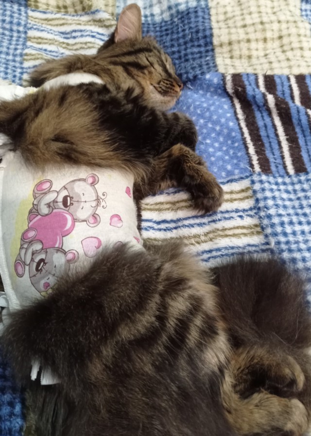 Котовторник