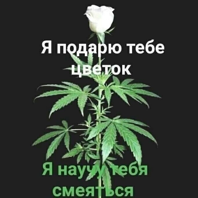 7 запрещенных растений, за посадку которых можно получить штраф или попасть в тюрьму