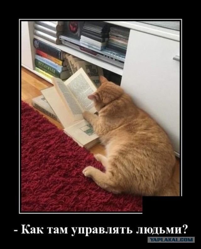 Умница-кот