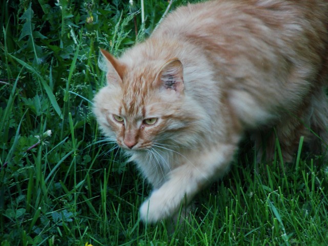 Котовторник 19.07.22