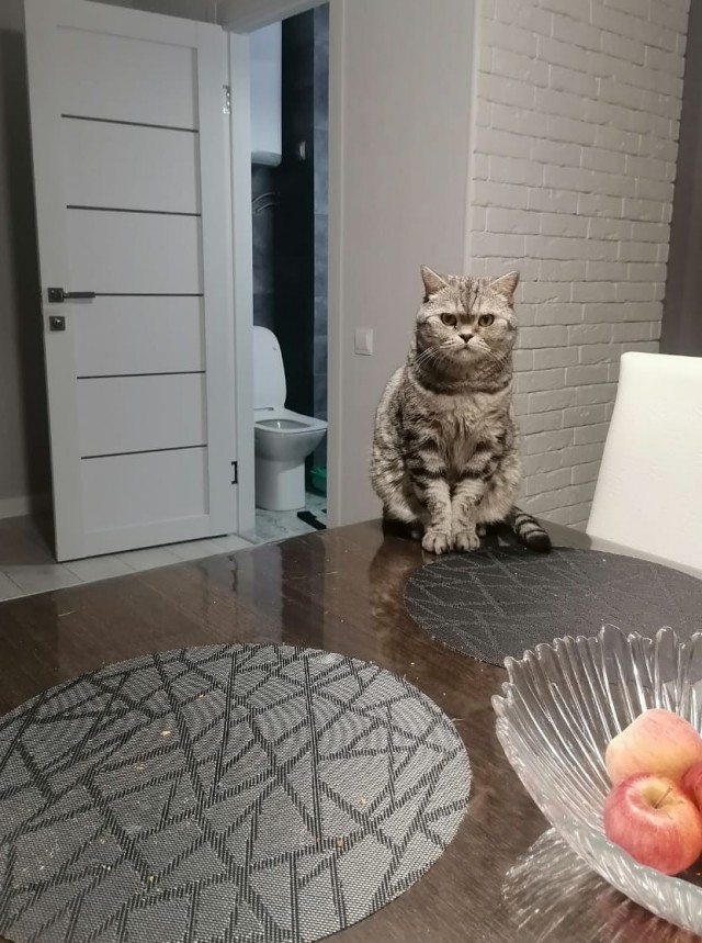 Отдали кота