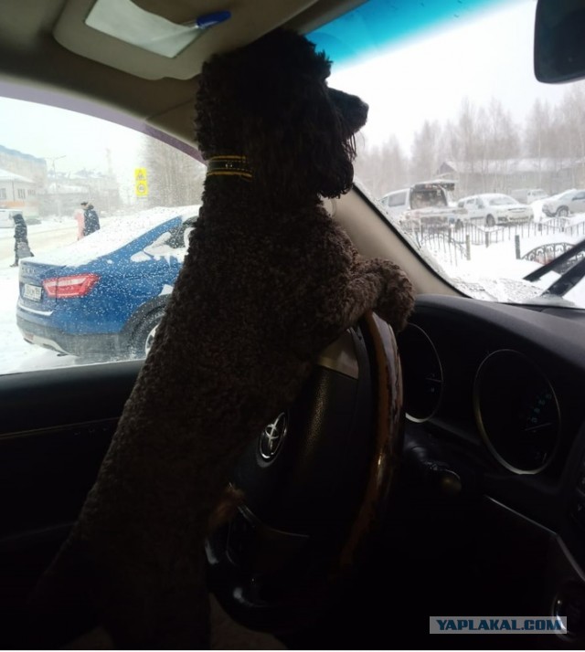 Хозяин, поехали кататься