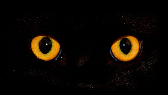 Котоюмор на ЯП. Веселые кото-картинки!