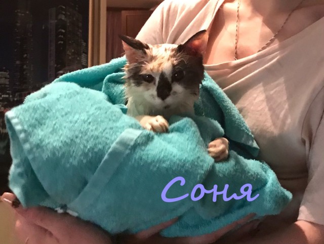 Жизнь домашнего приюта "Котоленд" 365
