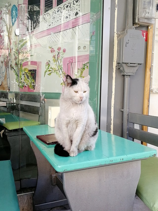Котики Стамбула