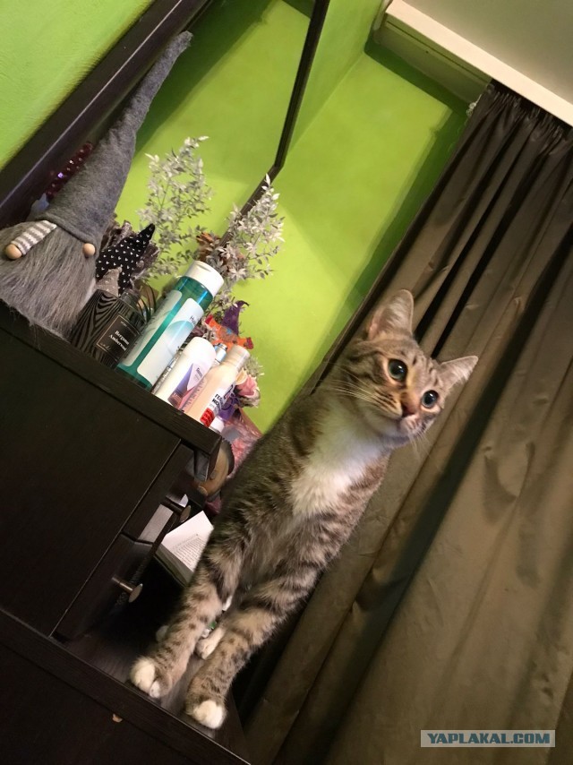 Вы хочите кошек, их есть у меня...