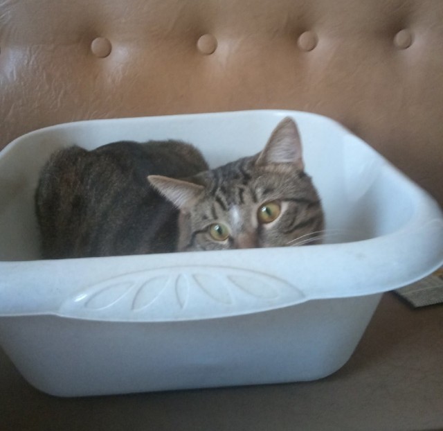 Коты белые, 12 литров