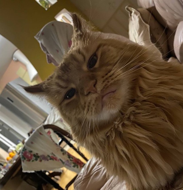 Повезло котейке