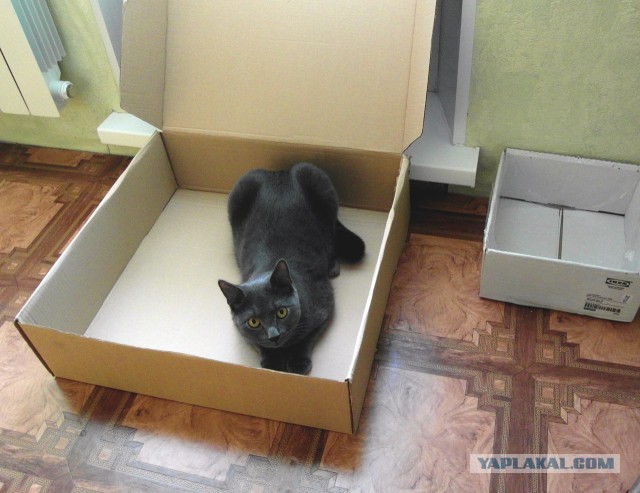 Все котики делают это