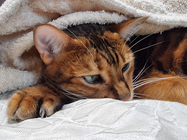 Котовторник Рыжих