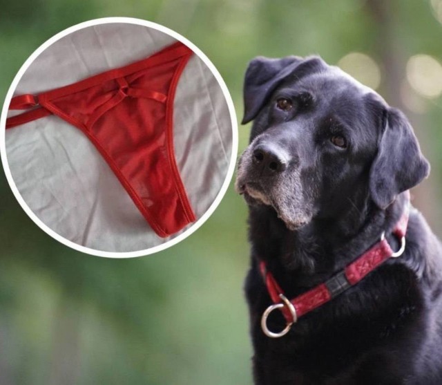 «Стринги были не ее»: в Новосибирске лабрадор раскрыл измену, съев трусы любовницы хозяина