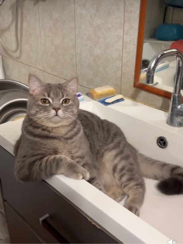 Котовтоник в картинках