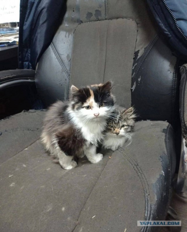 Коты, которые работают на заводах
