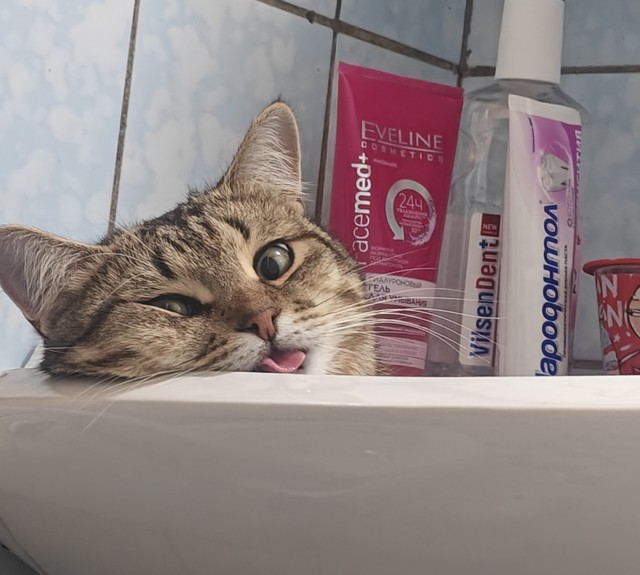 Прикольные морды котов псов к настроению...