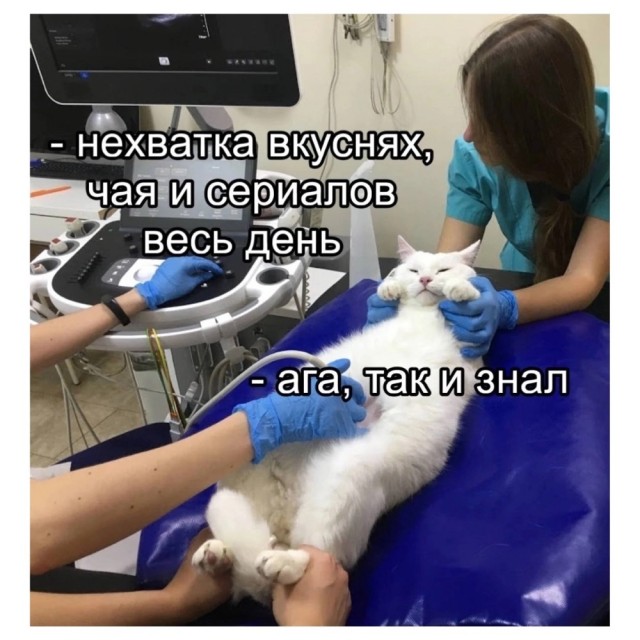 Весёлый полтишок 10.12.24