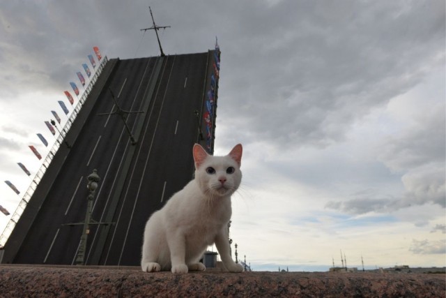 Кошки на развалинах города Помпеи