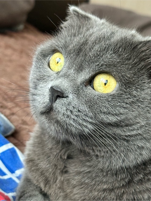 Котовторник