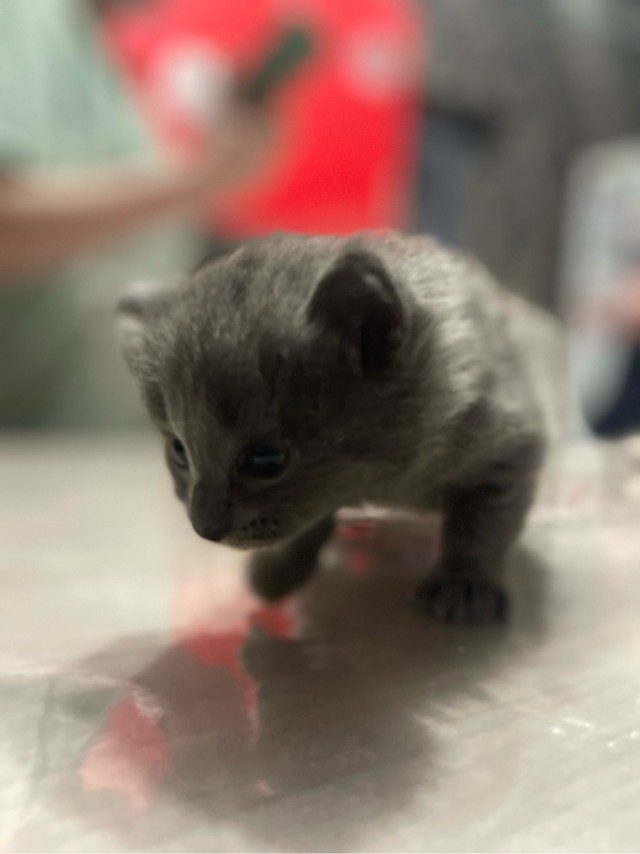 Мой кот