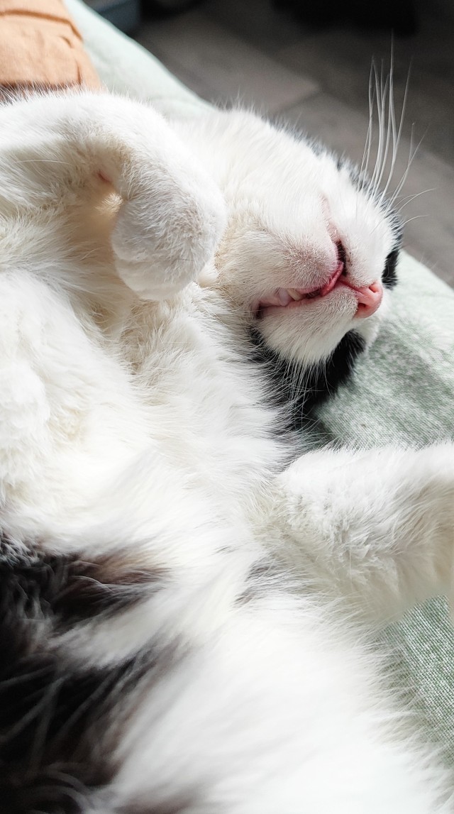 К котовторнику