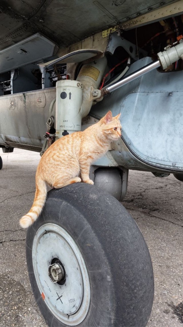 Совпало с котовторником.