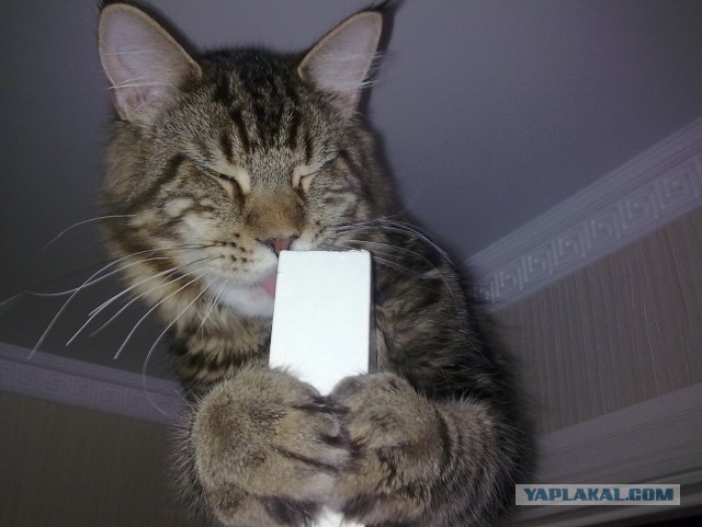 Немного о  Мейн Куне.