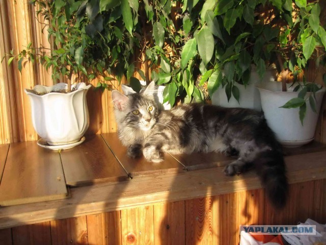 Немного о  Мейн Куне.