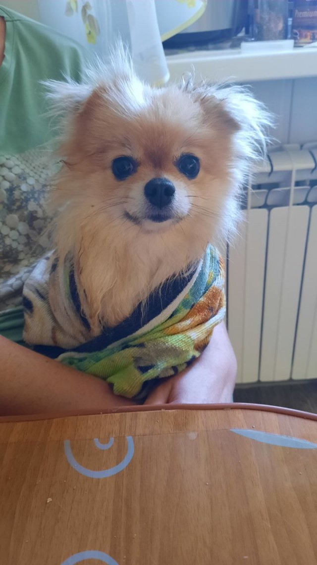 Собакочетверг