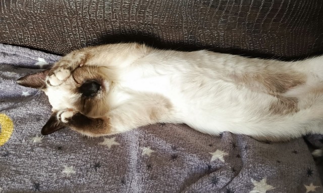 К котовторнику