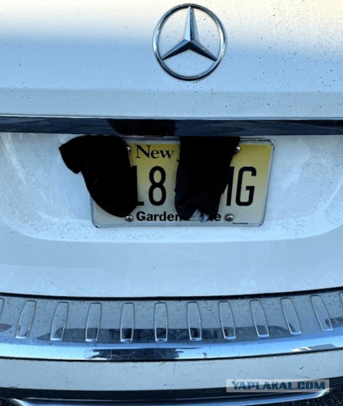 Чтобы не платить дорожные сборы, нарушитель скрывал номер своей машины носками