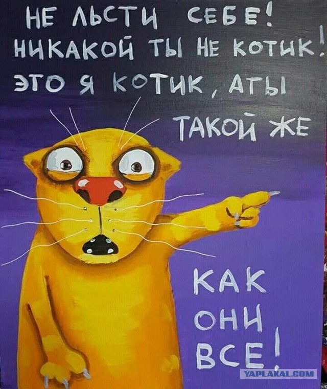 Героические котики запасаются припасами