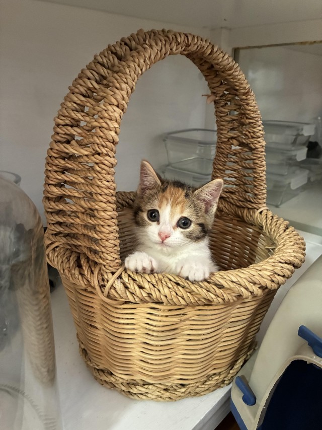 Рандомных фото котов тред