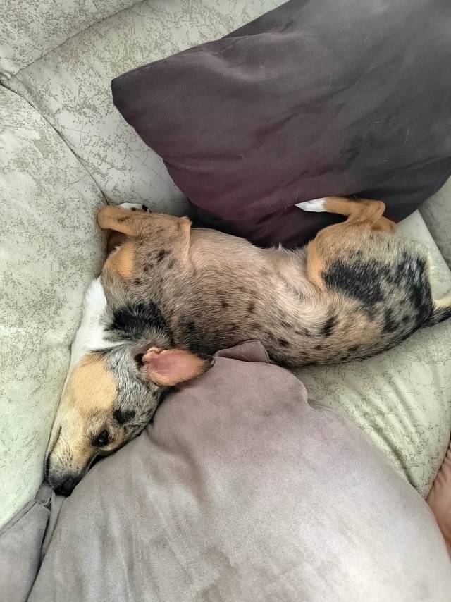 Собакочетверг же, но кошку из фото не выкинешь