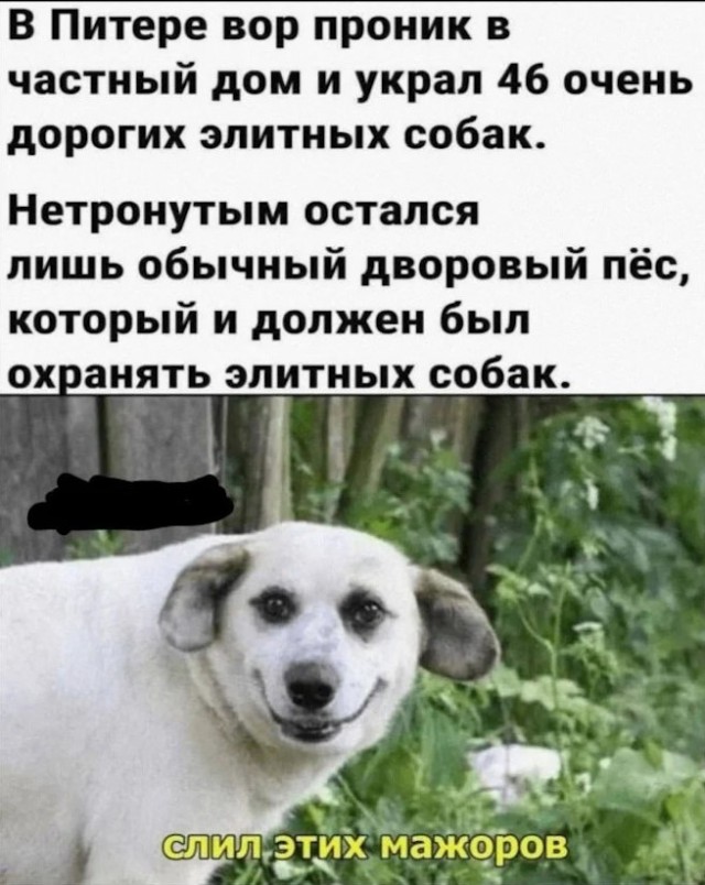 Картинки для деградации 230 (разной степени свежести)