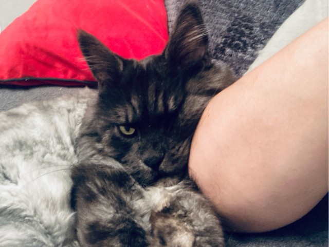 Котовторник#