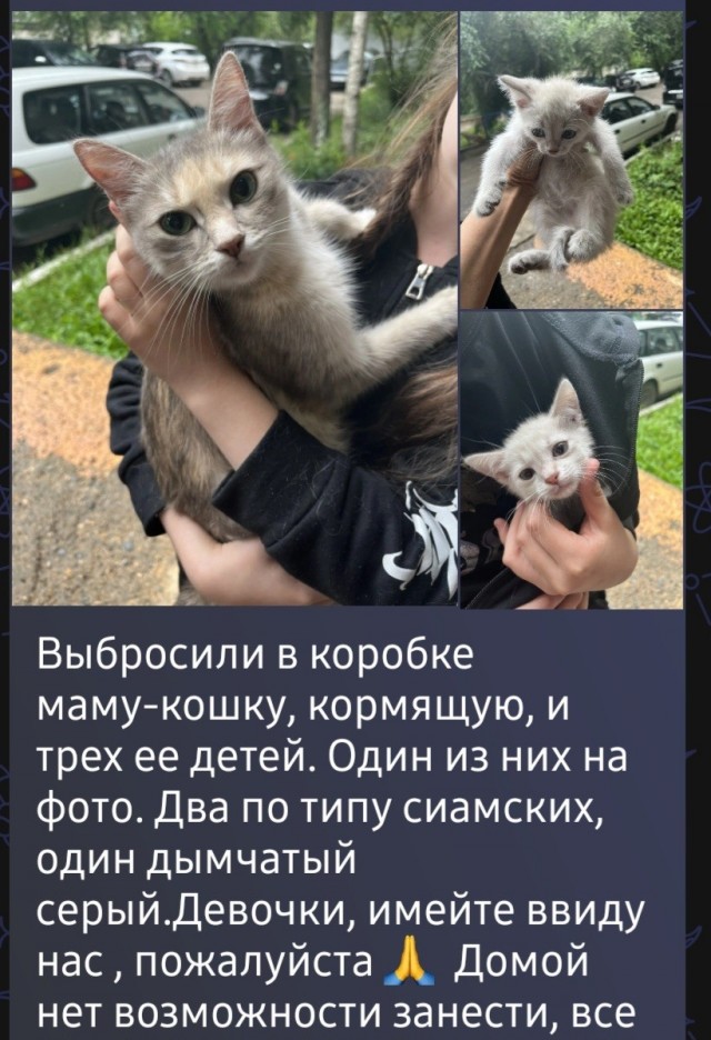 Хвостики