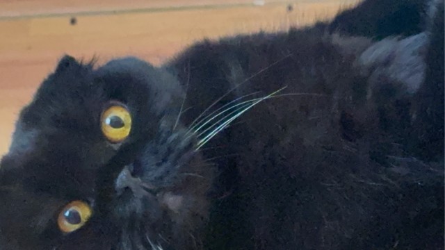 Кот плохо переносит жару