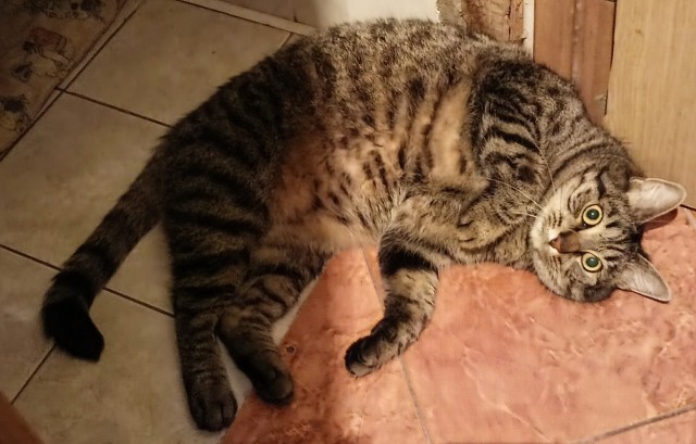 К-котовторник
