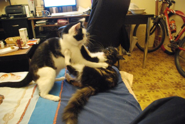 Котовторник  10.12.2013