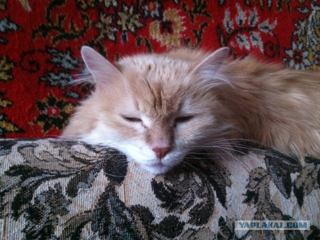 Котовторник 04.03.2014