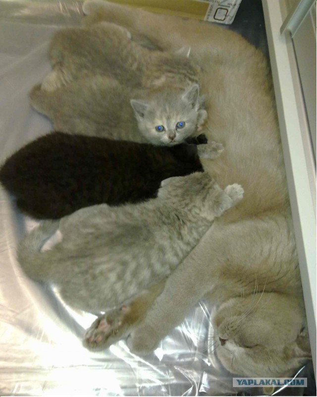 Котовторник 18.03.2014