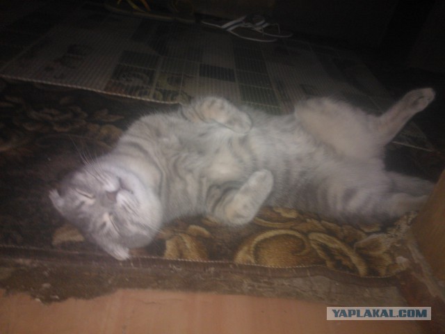 Котовторник 01.04.2014