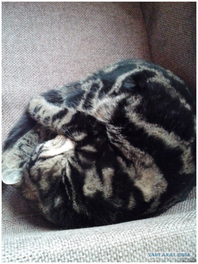 Котовторник 6.05.2014