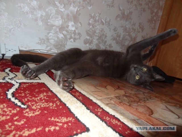 Котовторник 22.07.14