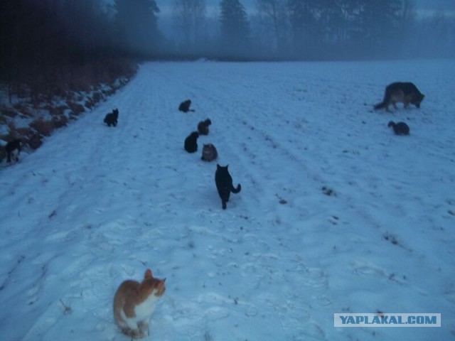 Жизнь домашнего приюта для котеек 39